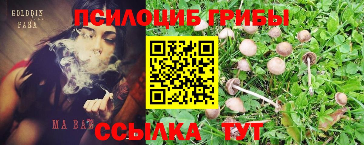 Псилоцибиновые грибы Cubensis Таганрог